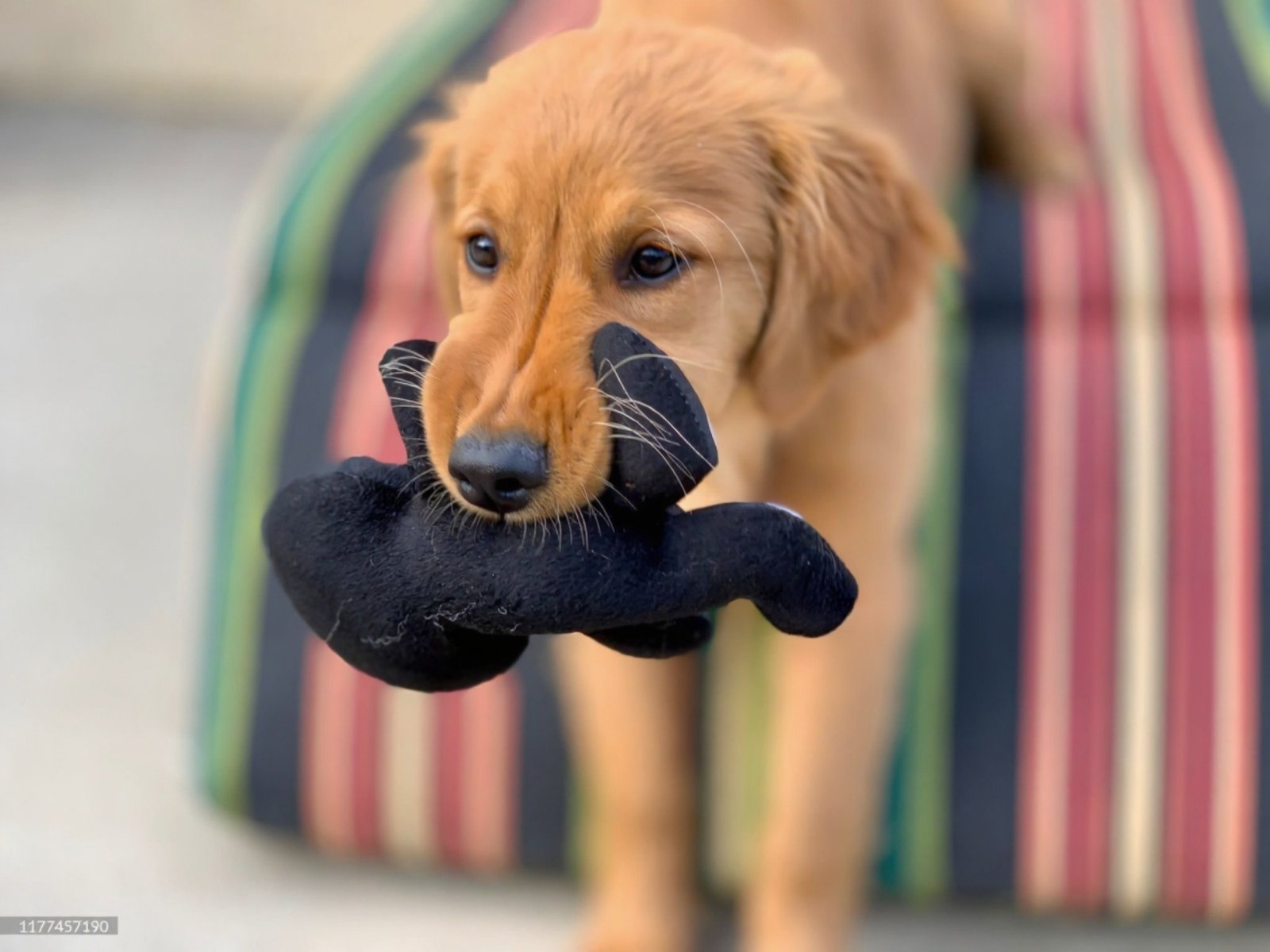 Discounted Beagle training tool