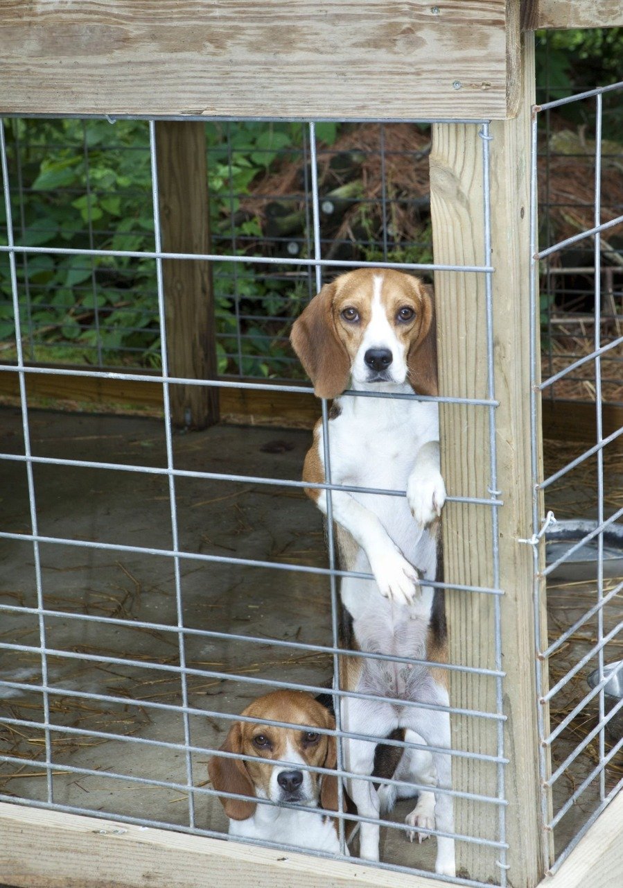 Best safety crate for Beagles