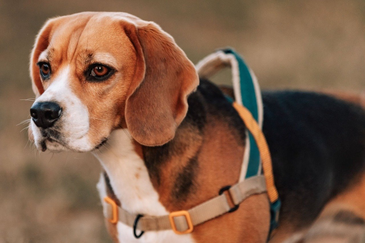 Beagle safety harness