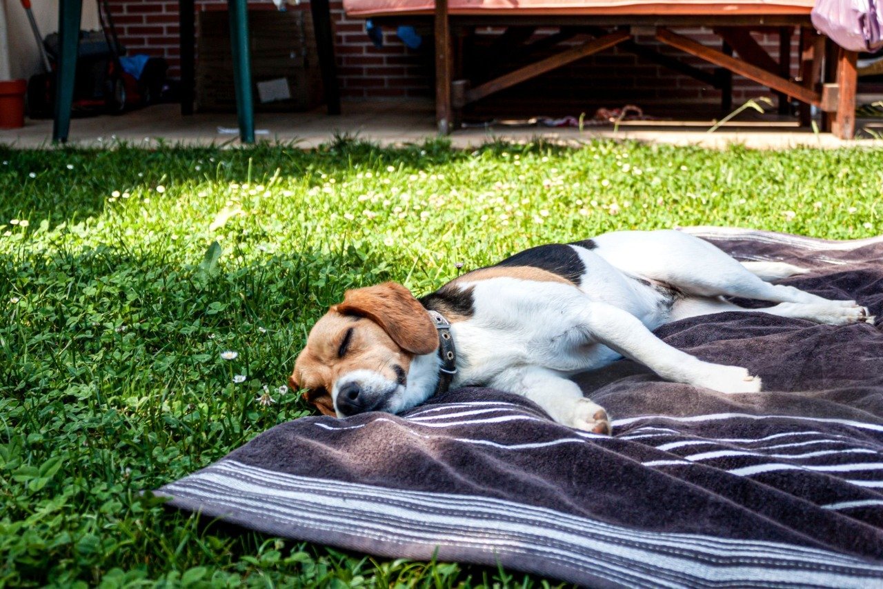 Cooling mat for Beagles