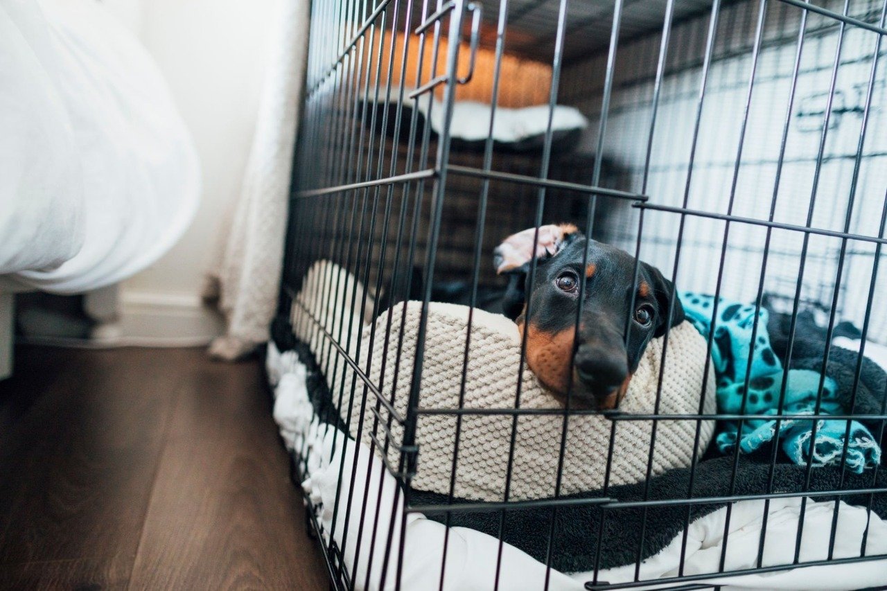 Beagle crate training product