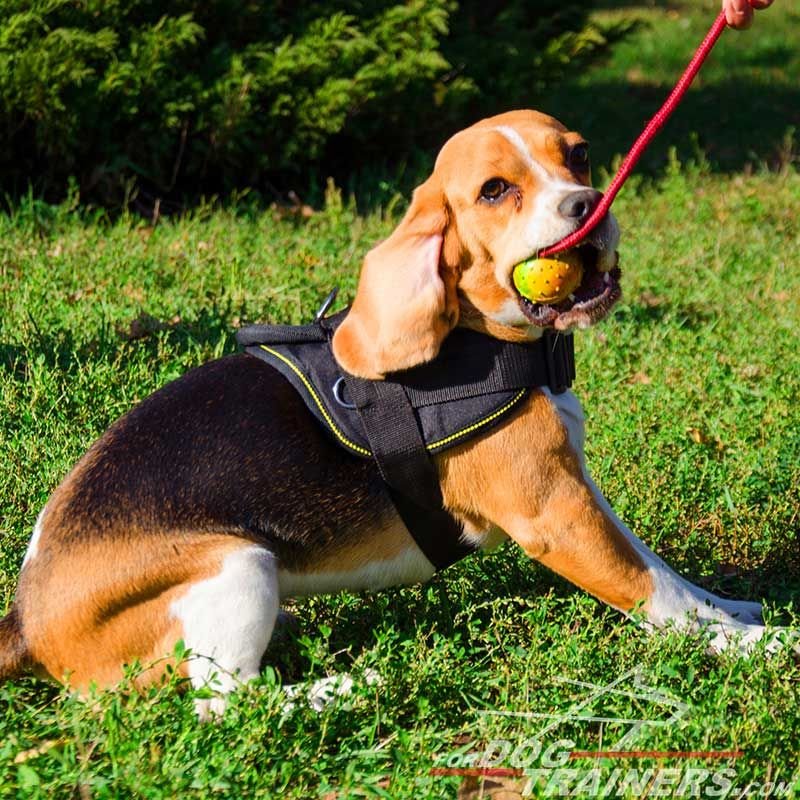 No-pull harness for Beagles