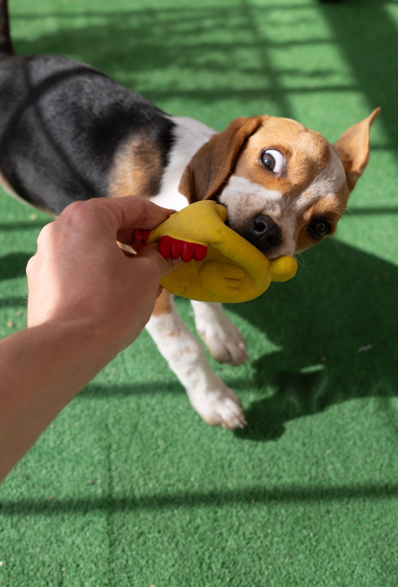 Chew-proof toy for Beagles