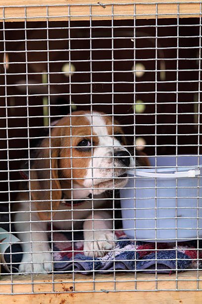 Beagle in shelter